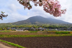 筑波山とさくら