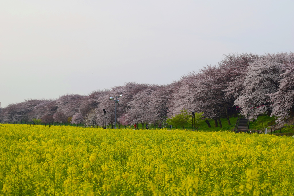 さくらと菜の花
