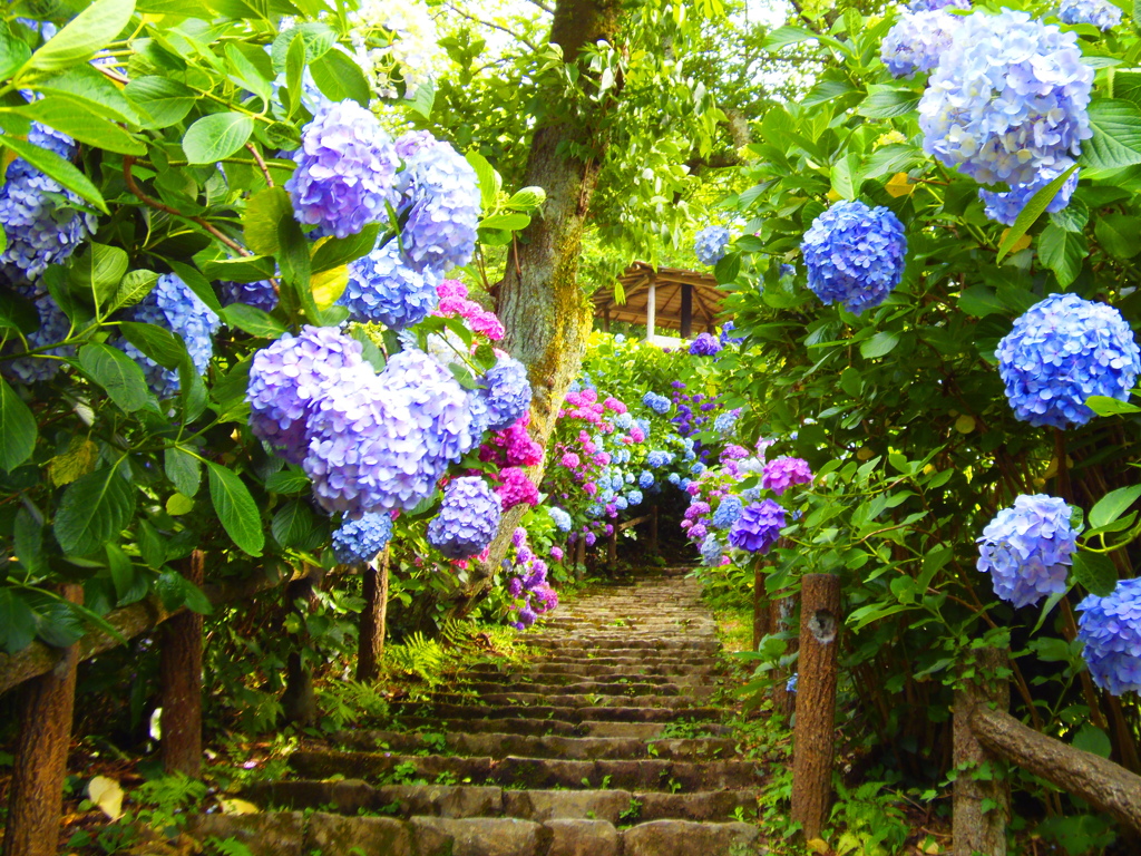 続く紫陽花