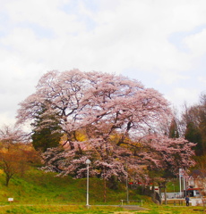 神殿神社の岩さくら