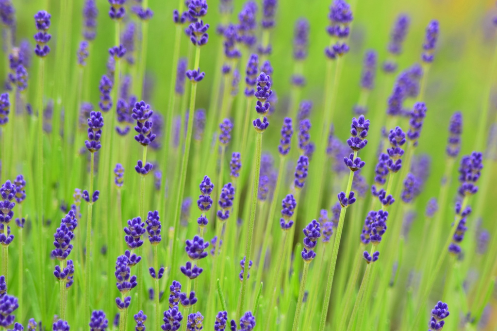 そろそろ出番かな？