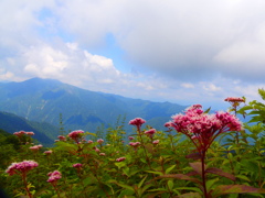 花と山の稜線