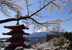 桜と塔