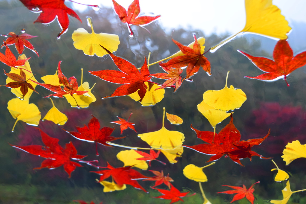 フロントガラスに