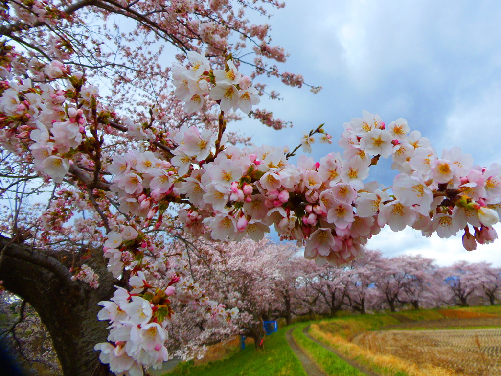 福島の桜