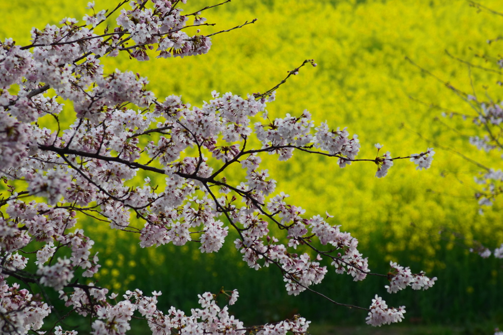 さくらと菜の花