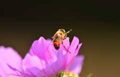 コスモスに遊ぶミツバチ