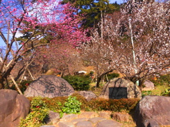 熱海梅園