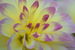 花芯