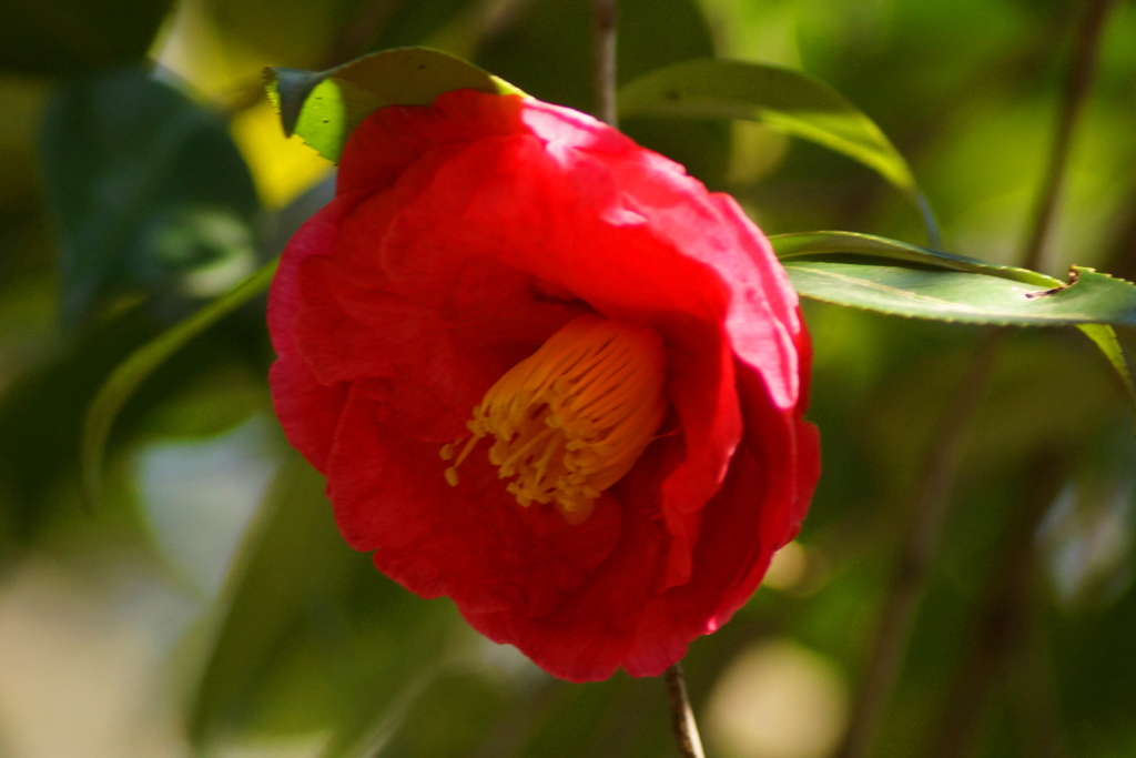 やぶつばき満開