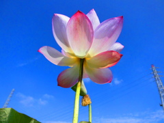 今朝の蓮の花