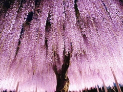 紫６
