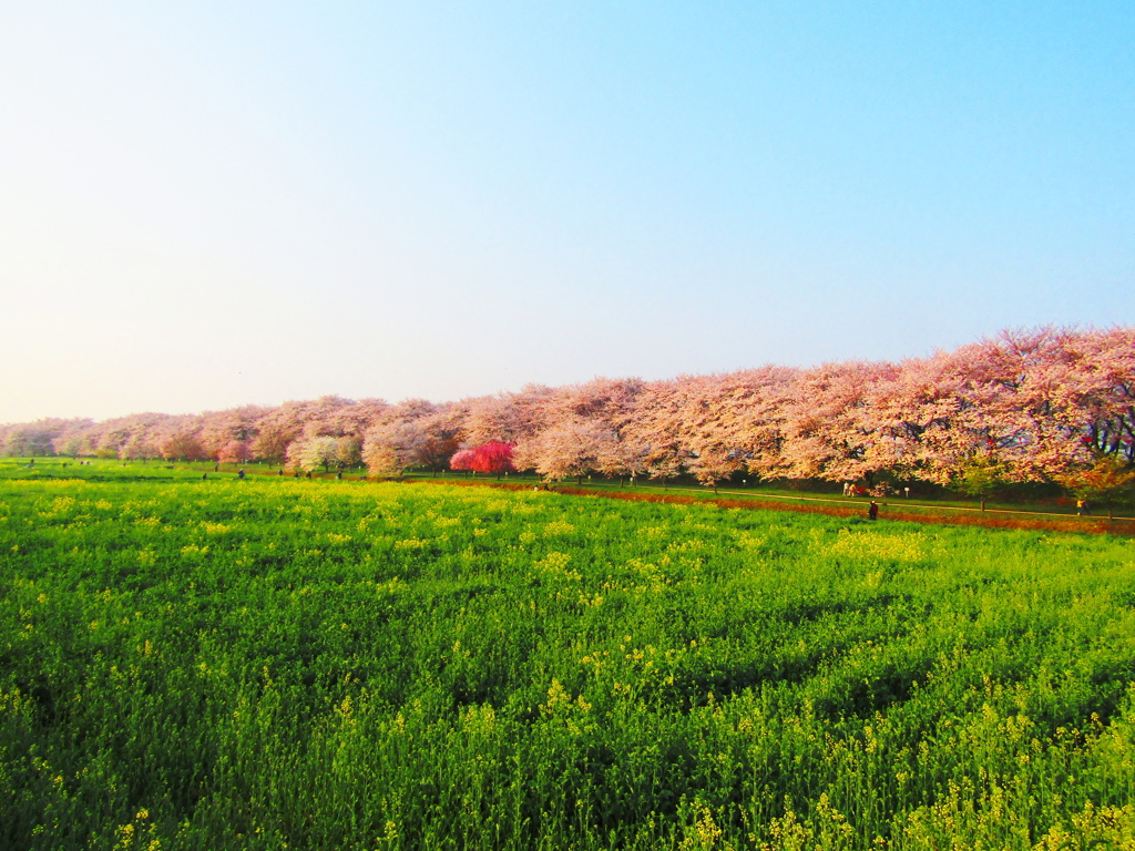 朝陽の中の　さ　く　ら