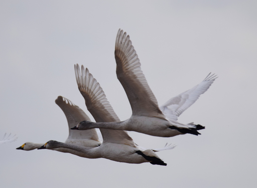 白鳥のシンクロ　３