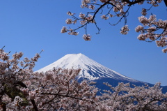 富士にはさくらが似合う