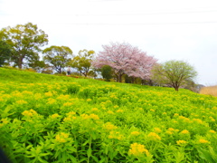 ノウルシとさくら