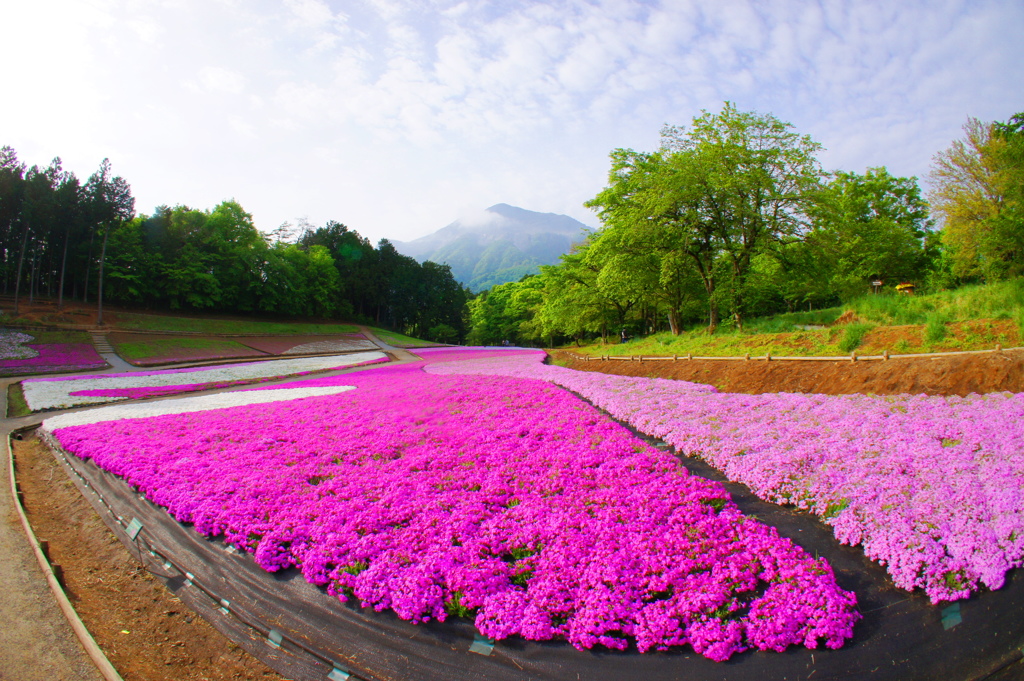 武甲山と芝桜