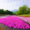 武甲山と芝桜