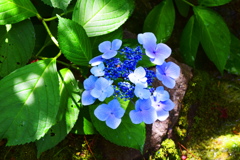 ハイキングコースの花