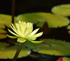 トレイル　ブレイザー