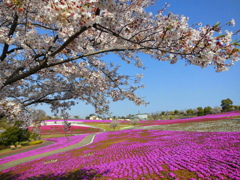 さくらと芝桜