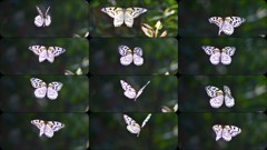 連続写真