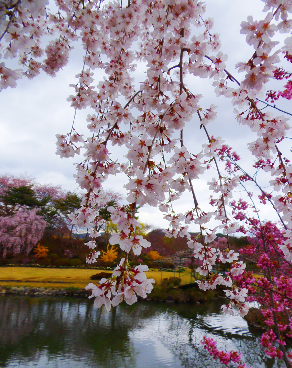 福島の桜