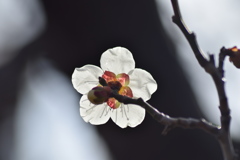 白梅　４