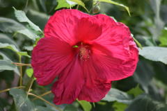 アメリカ芙蓉