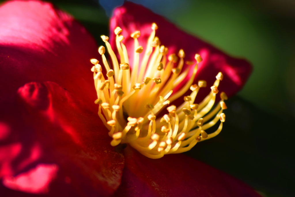 花芯