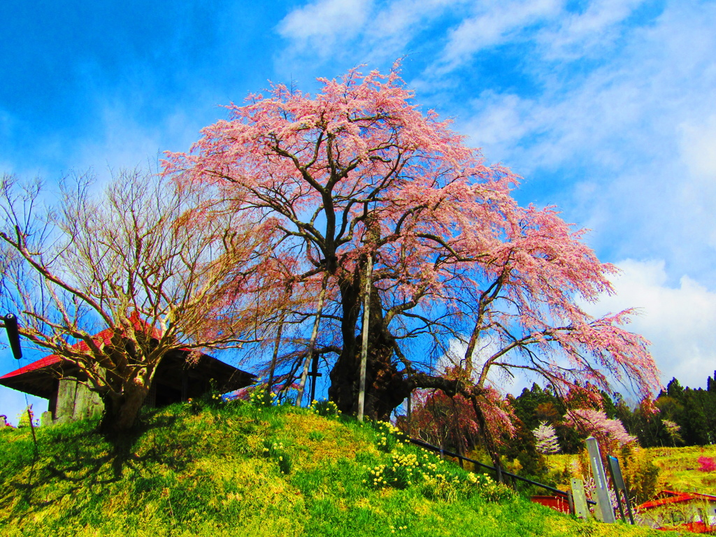 不動桜