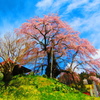 不動桜