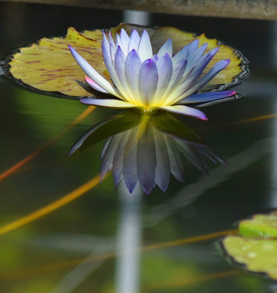 水鏡
