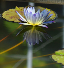 水鏡