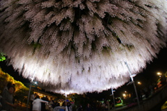 紫５