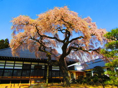 相応寺枝垂桜