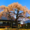 相応寺枝垂桜