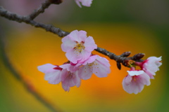 オオカンザクラ（安行桜）