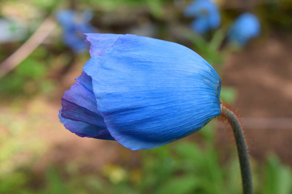 こちらを向いて