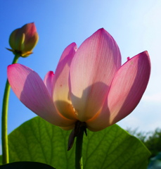 日差しを受けて