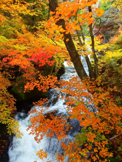 紅葉と滝