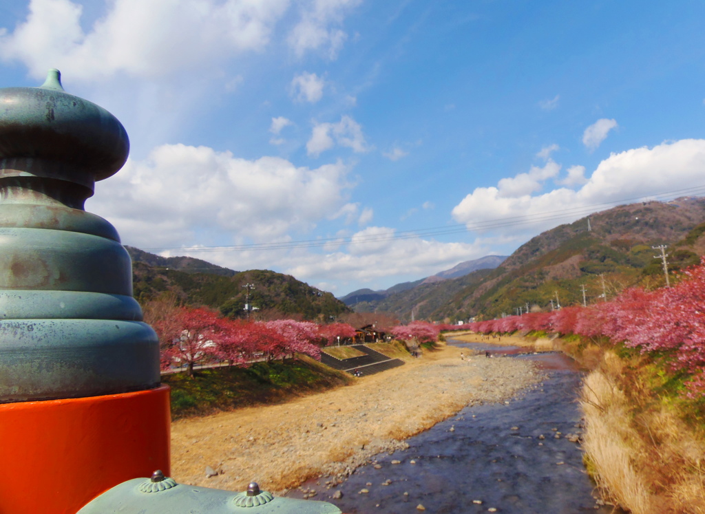 河津桜