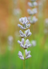 白いのもあるって　ご存じ？