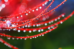 九月の雨