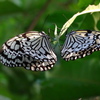 オオゴマダラ蝶