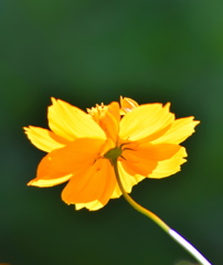 逆光の花