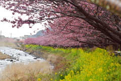 河津桜１