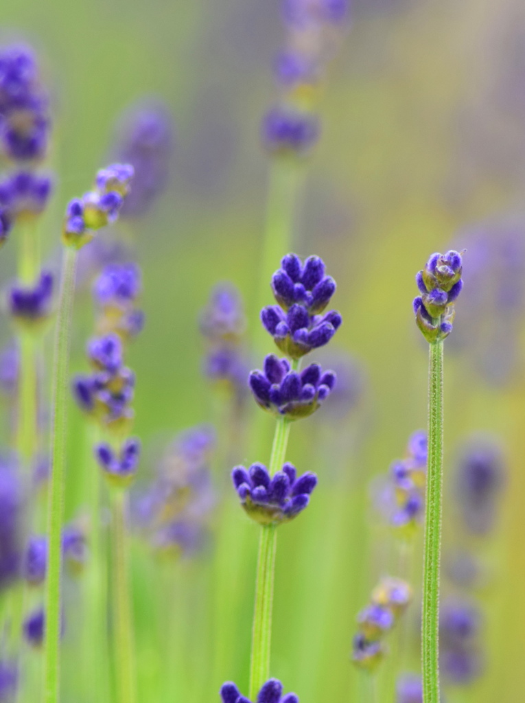 まだまだ　蕾よ