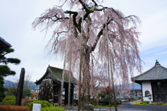 満願寺枝垂れさくら