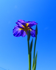 下からも　良くてよ